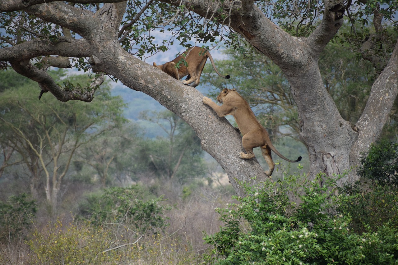 3 Days Queen Elizabeth Wildlife Tour