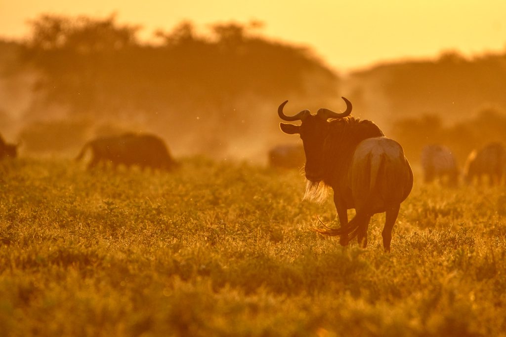 8 Days Wildebeest Migration