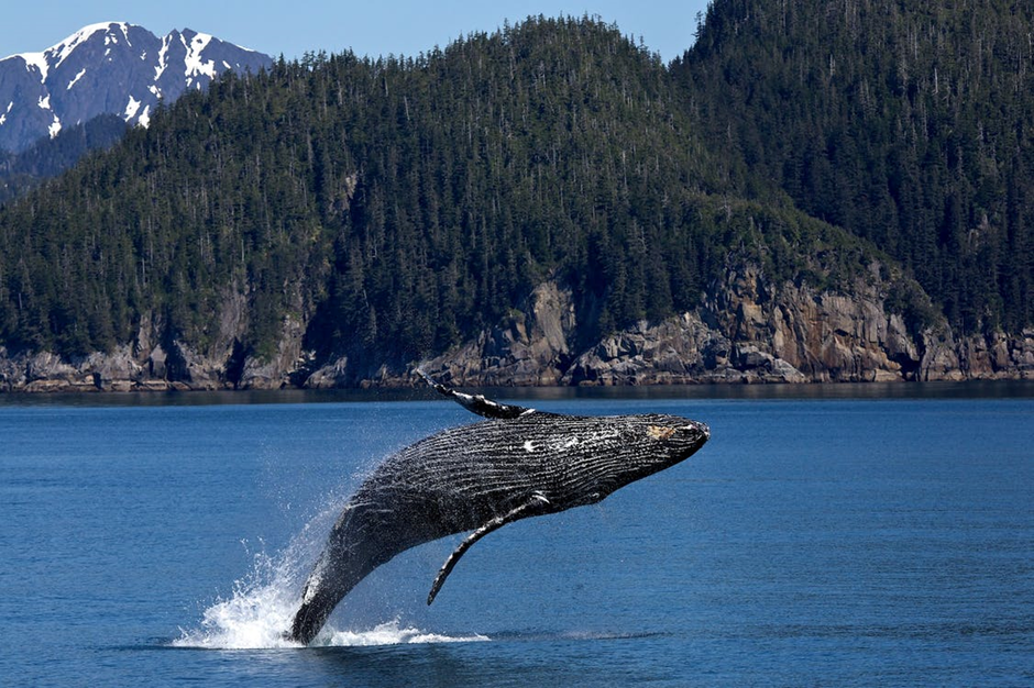 Best places for Whale Watching