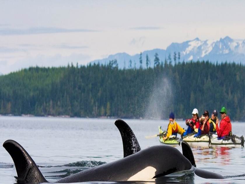 Kayaking with Whales