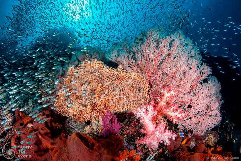 Raja Ampat Diving
