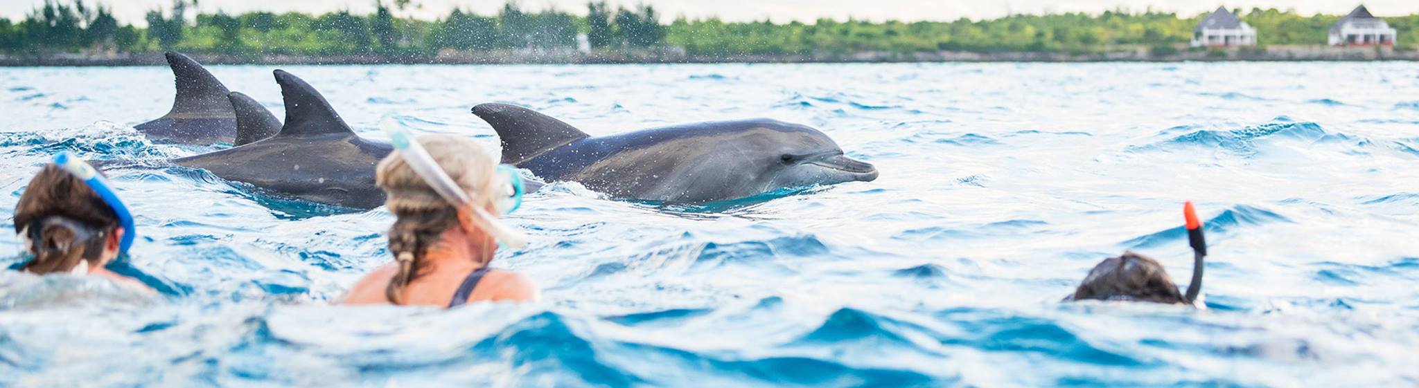 Zanziflowers Tours And Safari Limited