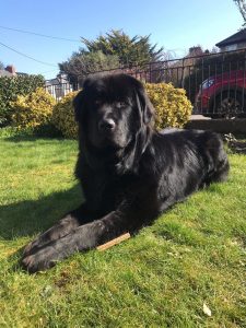 Dogs Angels Ireland, Rescue at TAGS