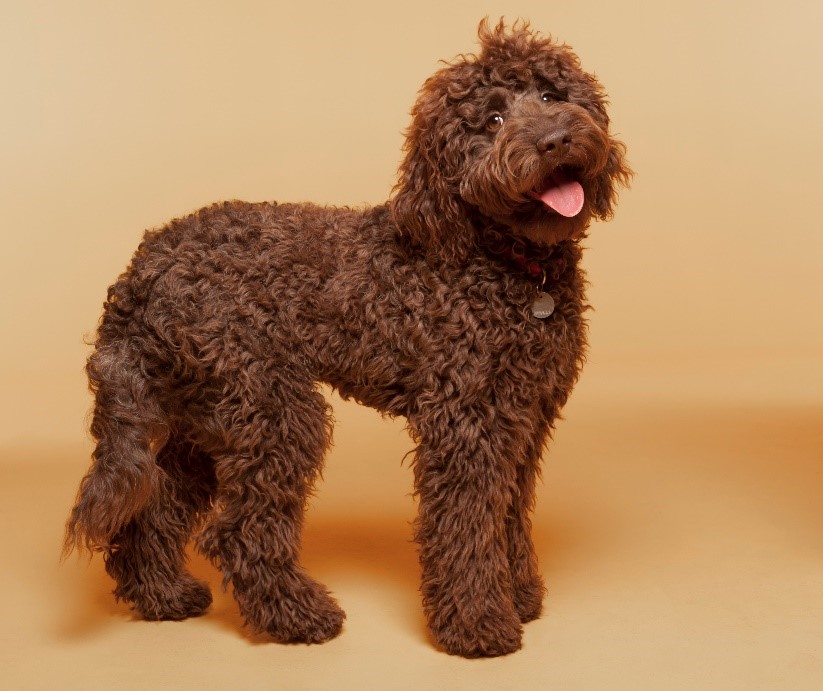 Standard Poodle Needs New Home Standard Poodle Needs New Home
