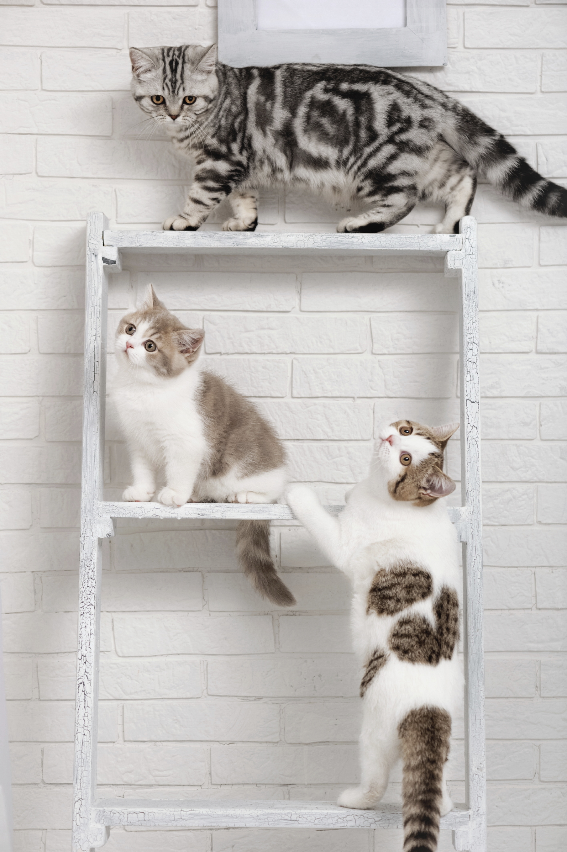 How To Keep Cats Off Shelves How To Keep Cats Off Shelves