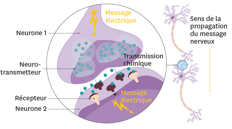 Le fonctionnement du système nerveux > Schémas - cours en ligne