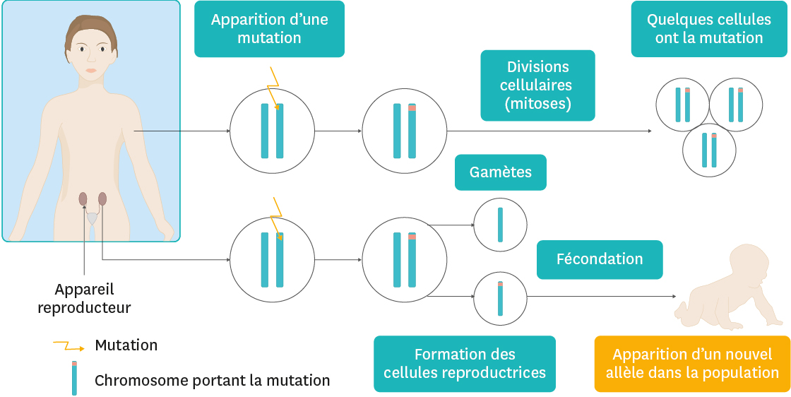 De la diversité génétique à la biodiversité - Fiche de révision Afterclasse