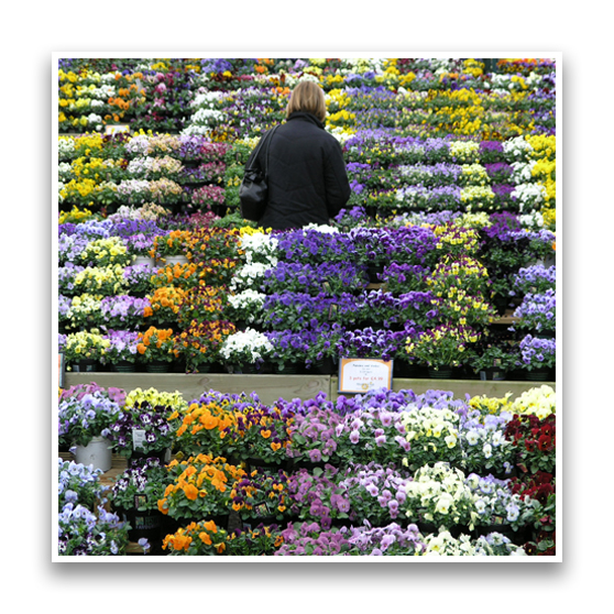 Viola and Pansy Festival Essex Meadow Croft Garden Centre Meadow Croft