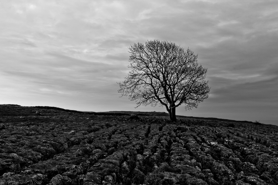 Lone Tree on Limestone Pavement, Malham, Yorkshire (Black and White)