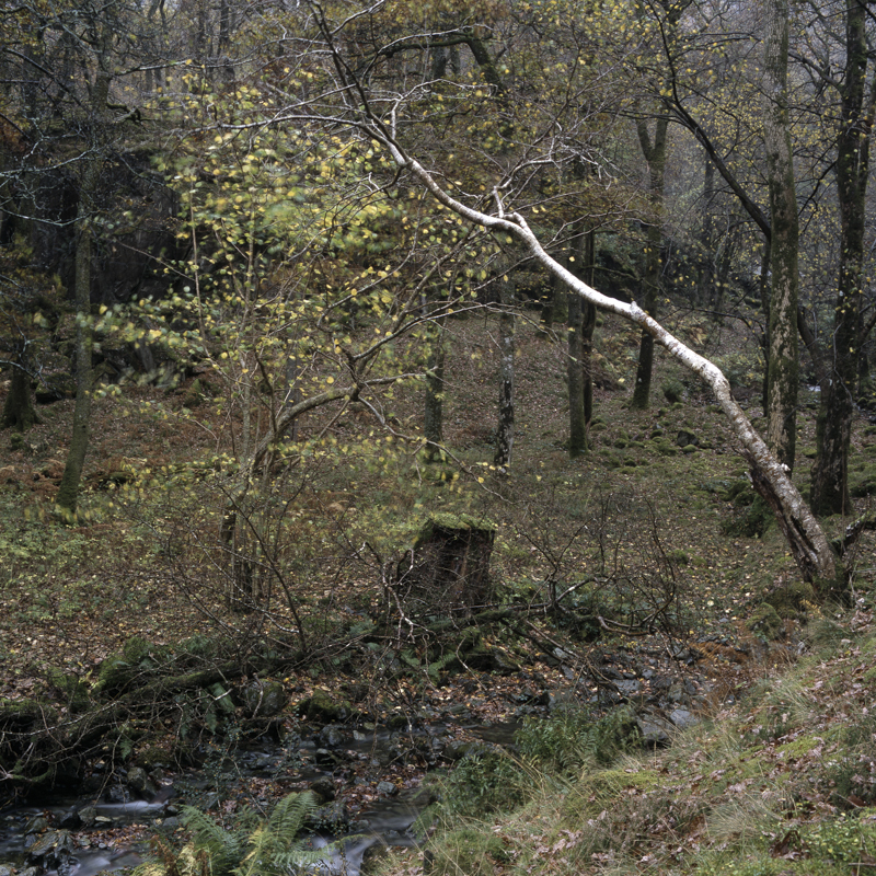 Borrowdale Birch, Lake District Borrowdale Birch, Lake District, landscape photography