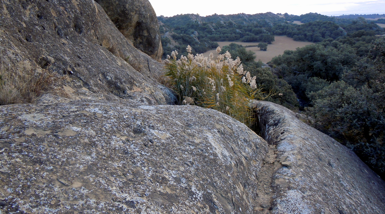 Alchup del Oro