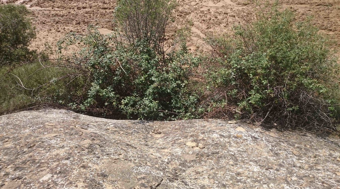 Alchup de Santa Ana