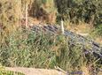 Foto de Alchup de Gabarra