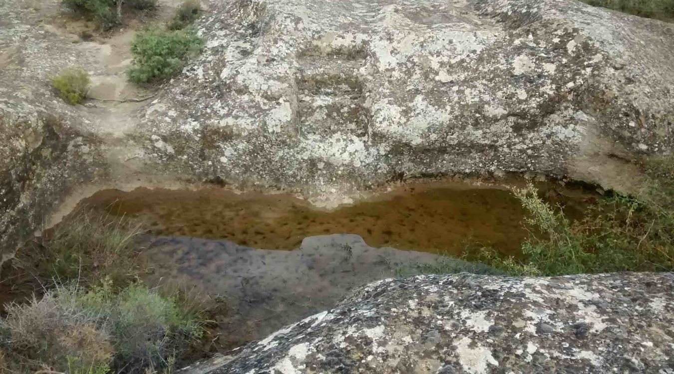 Alchup de Maimó 1