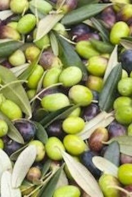 Olives of all different kinds 