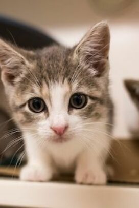 Foster a Cat 