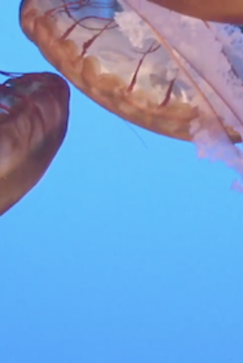 Live Jelly Cam at Monterey Bay Aquarium