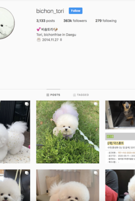 @bichon_tori