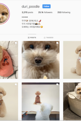 @duri_poodle 