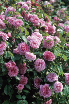 Gertrude Jekyll Rose