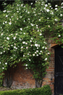 Madame Alfred Carriere Rose