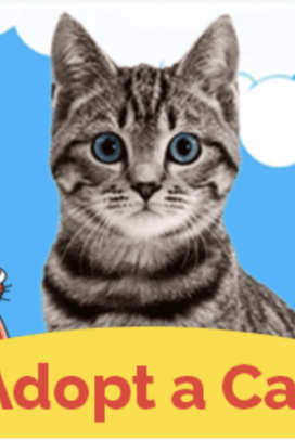 Extra time with our cat, Charm