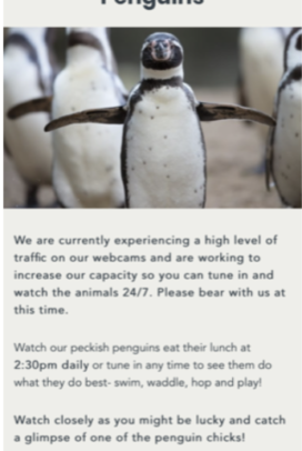 Live feedings of the penguins
