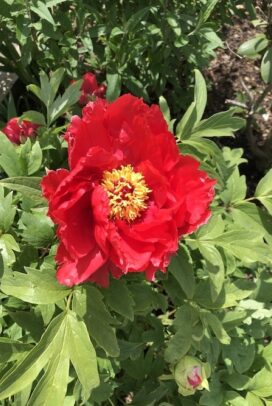 NATURE in all her forms, In the words of the late Peter Beard, “ nature’s all we’ve got “