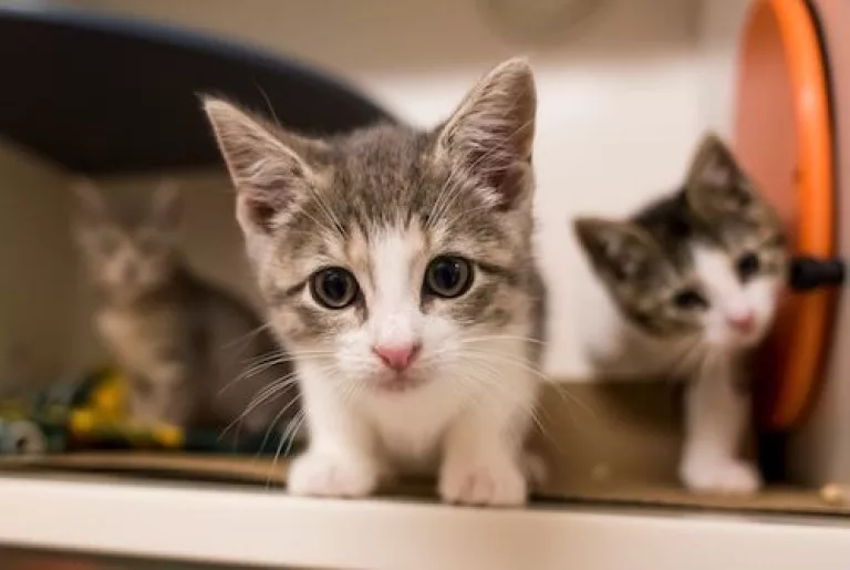 Foster a Cat