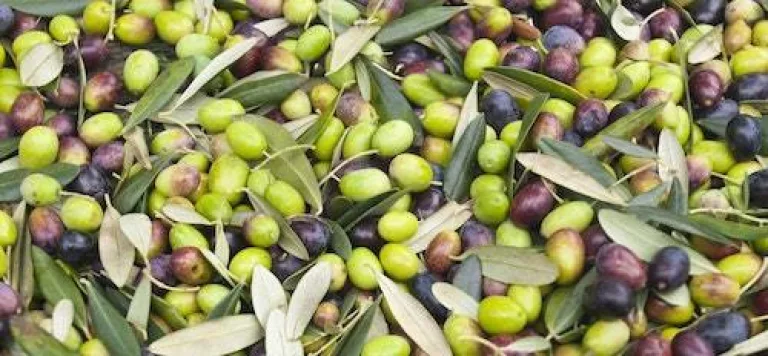 Olives of all different kinds