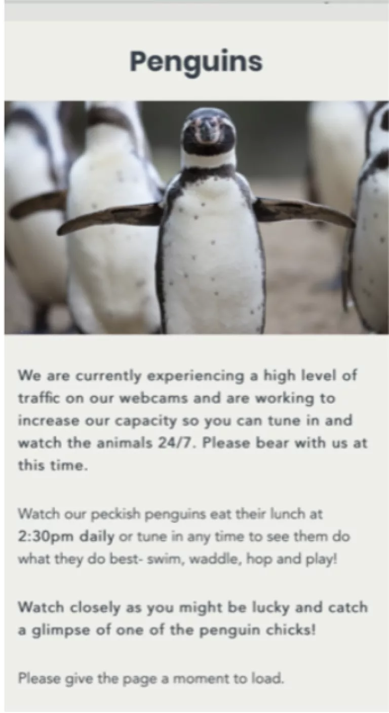 Live feedings of the penguins