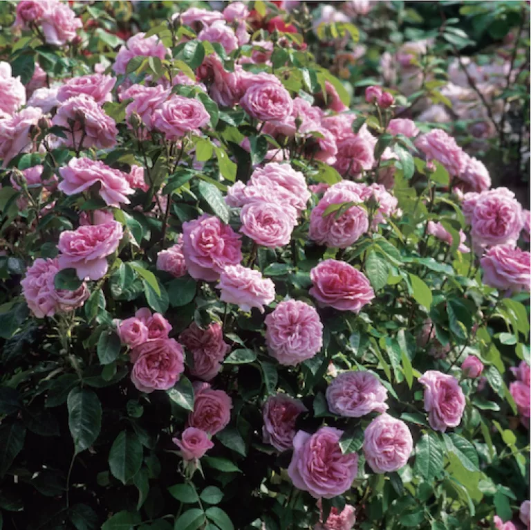 Gertrude Jekyll Rose