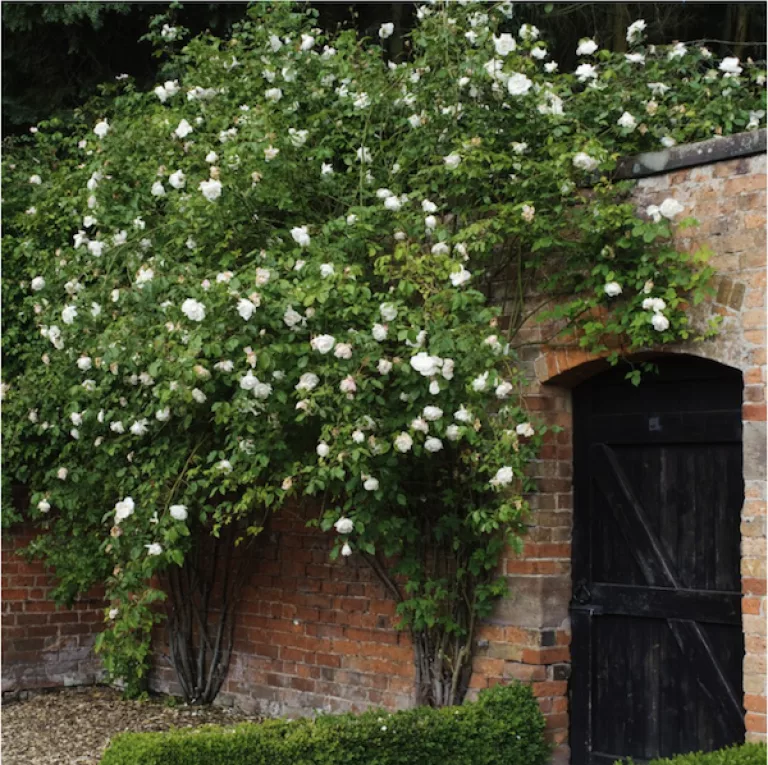 Madame Alfred Carriere Rose