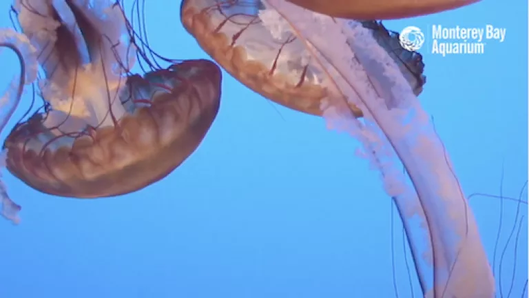 Live Jelly Cam at Monterey Bay Aquarium