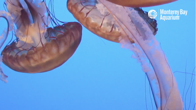 Live Jelly Cam at Monterey Bay Aquarium