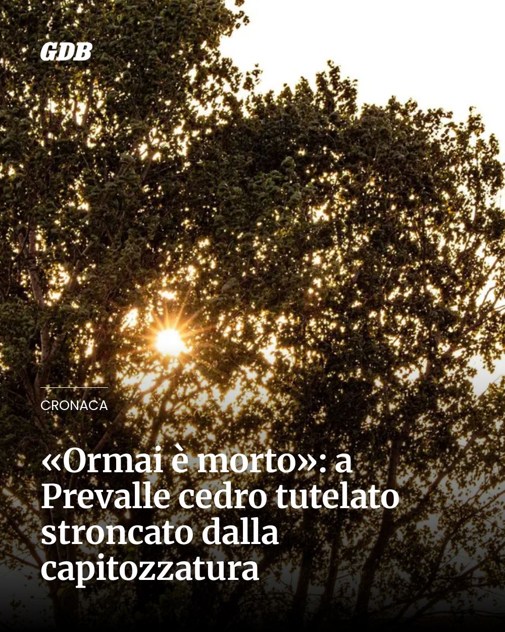 Post Instagram @giornaledibrescia: «Ormai è morto»: a Prevalle cedro tutelato stroncato dalla capitozzatura...