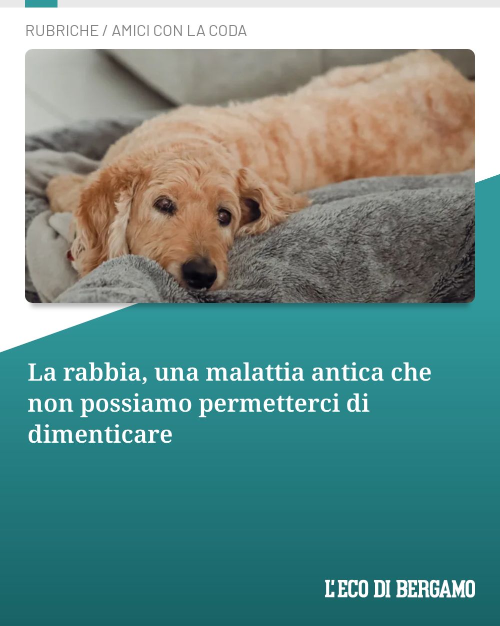 Post Instagram @ecodibergamo: La rabbia, una malattia antica che non possiamo permetterci di dimenticare...