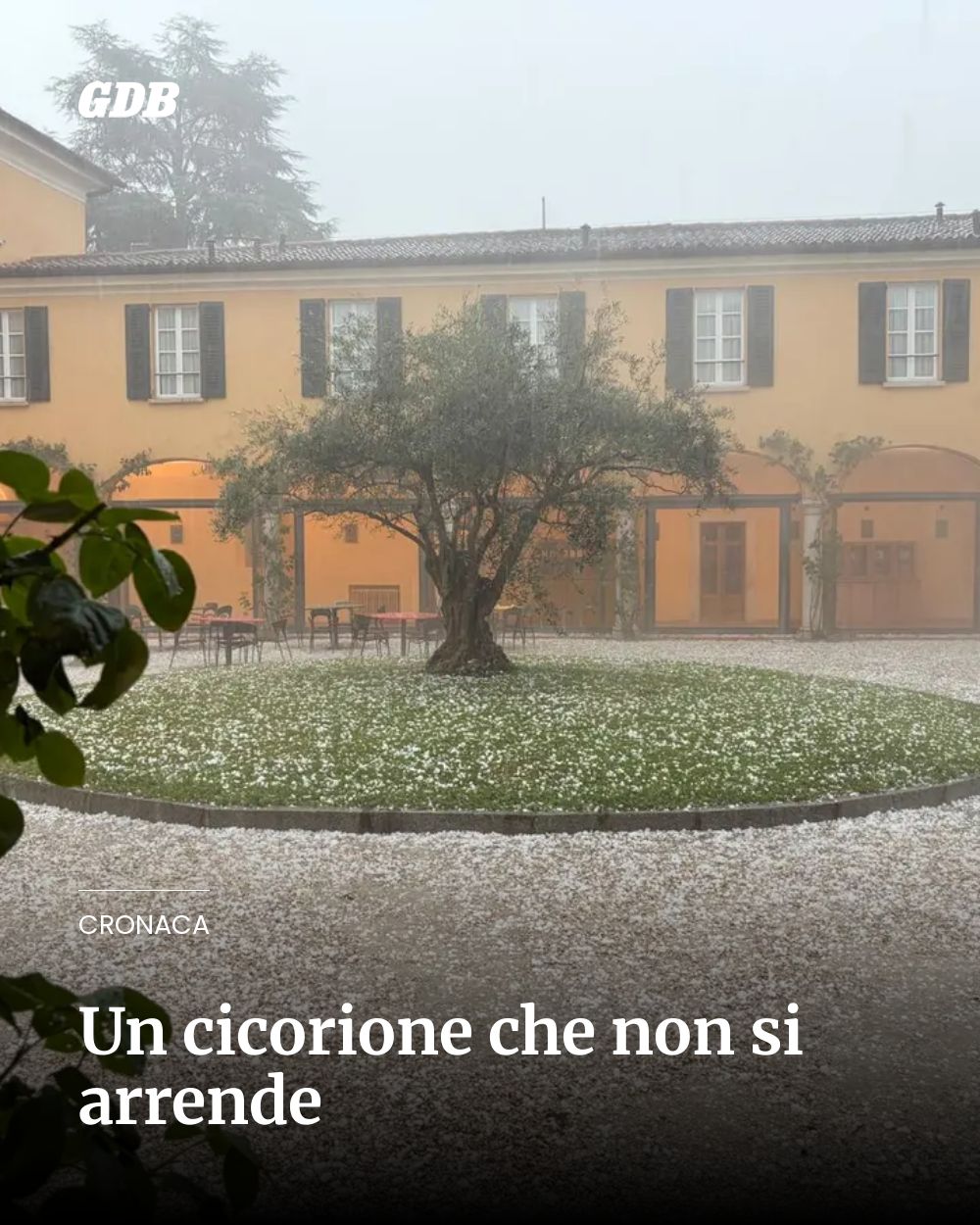 Post Instagram @giornaledibrescia: Un cicorione che non si arrende...