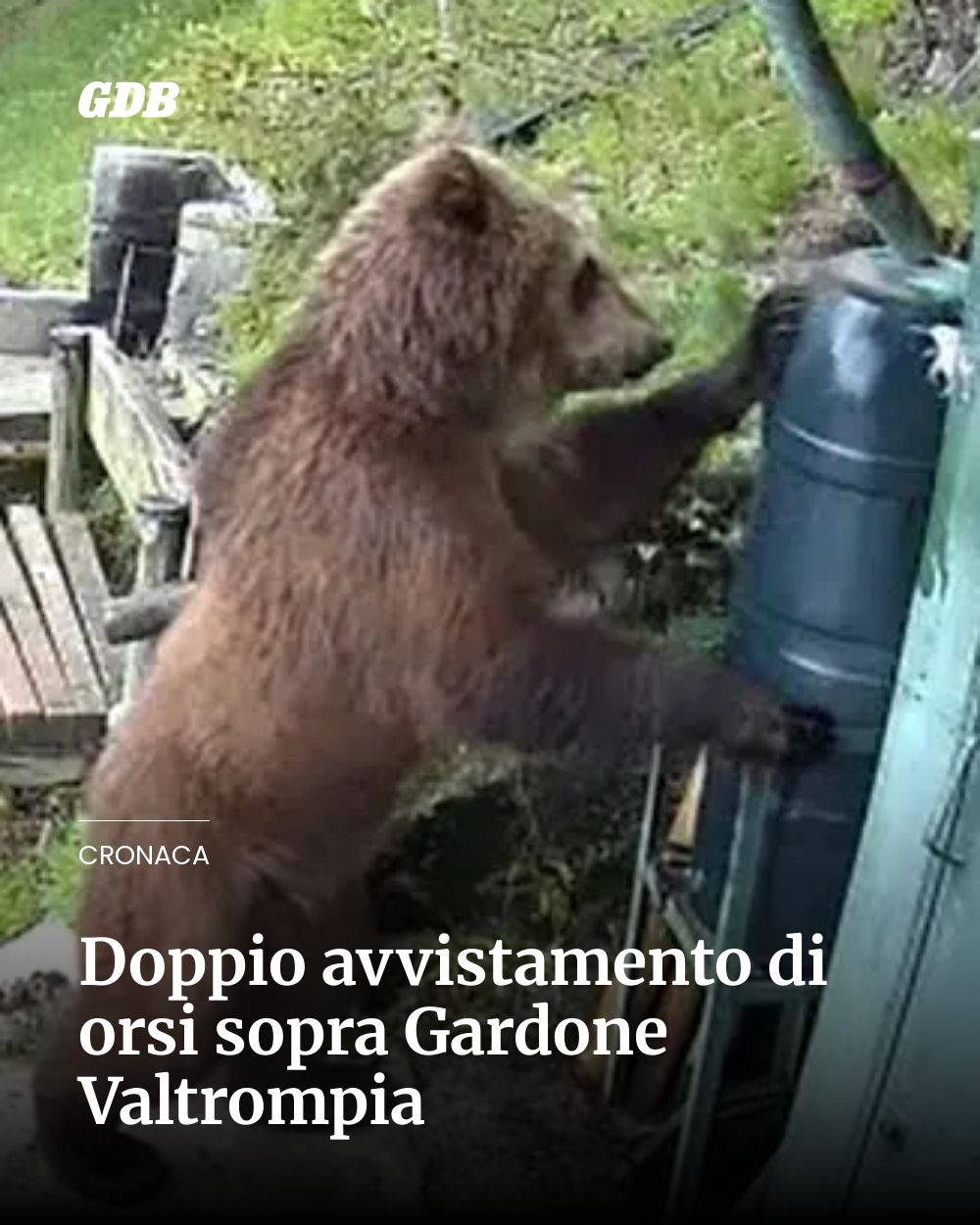 Doppio avvistamento di orsi sopra Gardone Valtrompia...