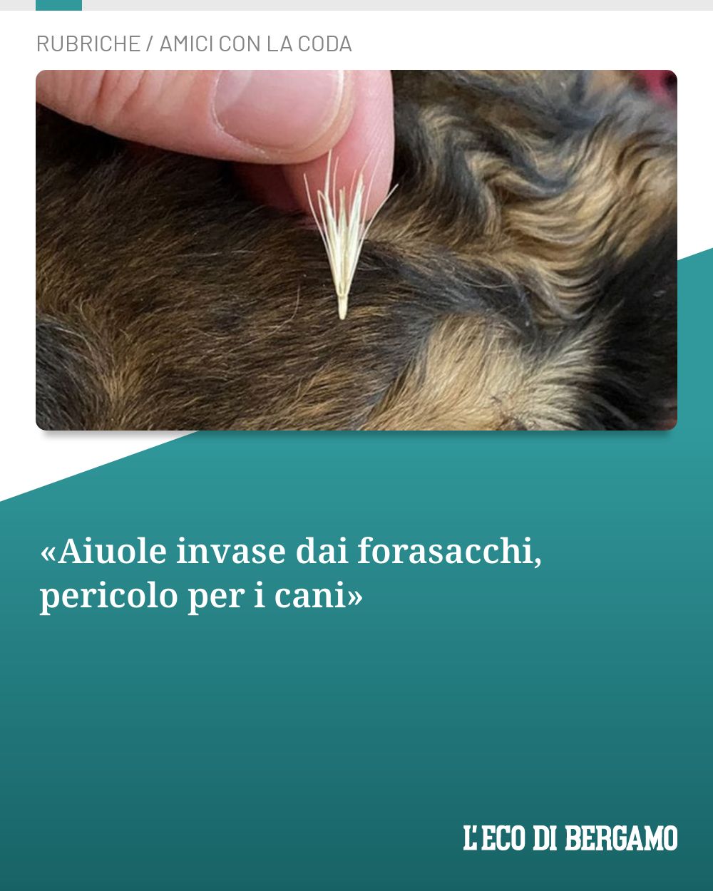 Post Instagram @ecodibergamo: «Aiuole invase dai forasacchi, pericolo per i cani»...