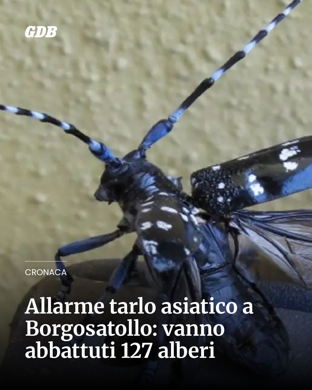 Post Instagram @giornaledibrescia: Allarme tarlo asiatico a Borgosatollo: vanno abbattuti 127 alberi...