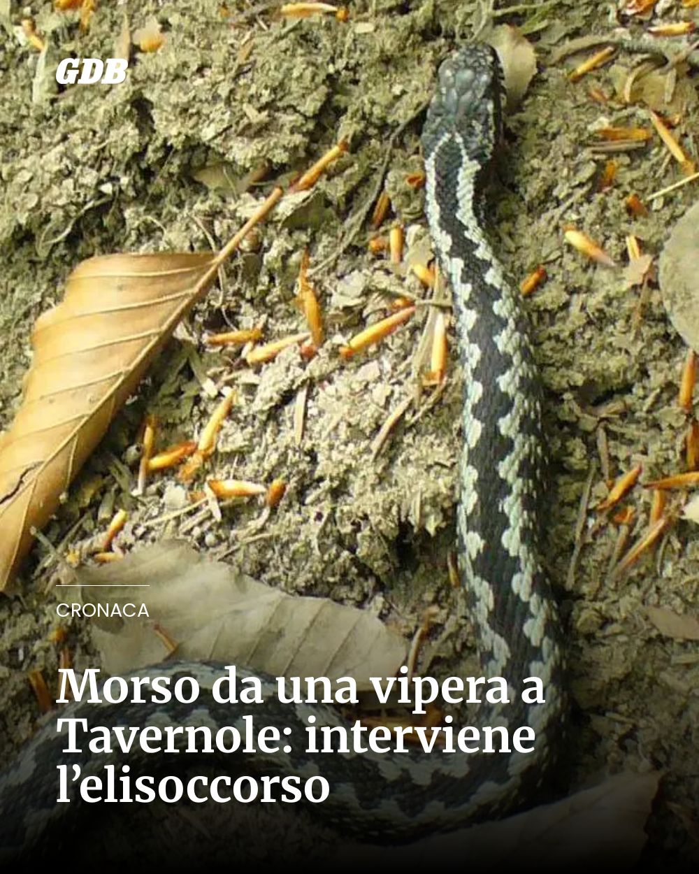 Post Instagram @giornaledibrescia: Morso da una vipera a Tavernole: interviene l’elisoccorso...
