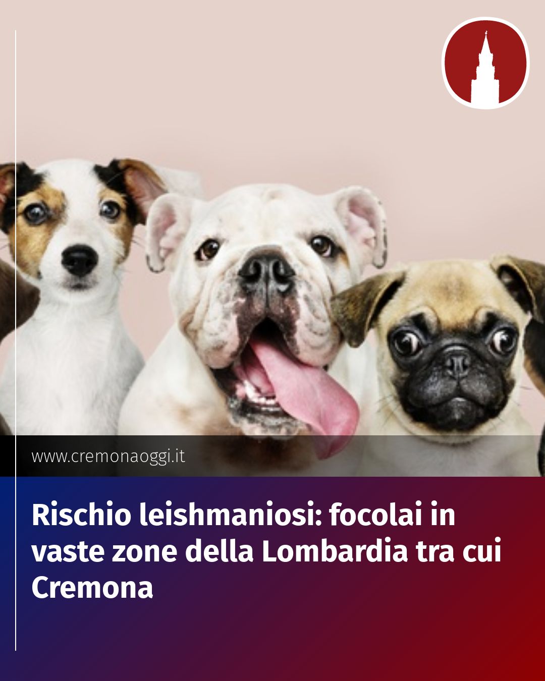 Post Instagram @Cremona_Oggi: Rischio leishmaniosi: focolai in vaste zone della Lombardia tra cui Cremona...