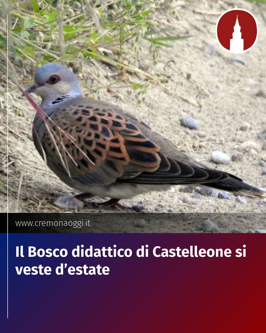 Post Instagram @Cremona_Oggi: Il Bosco didattico di Castelleone si veste d’estate...
