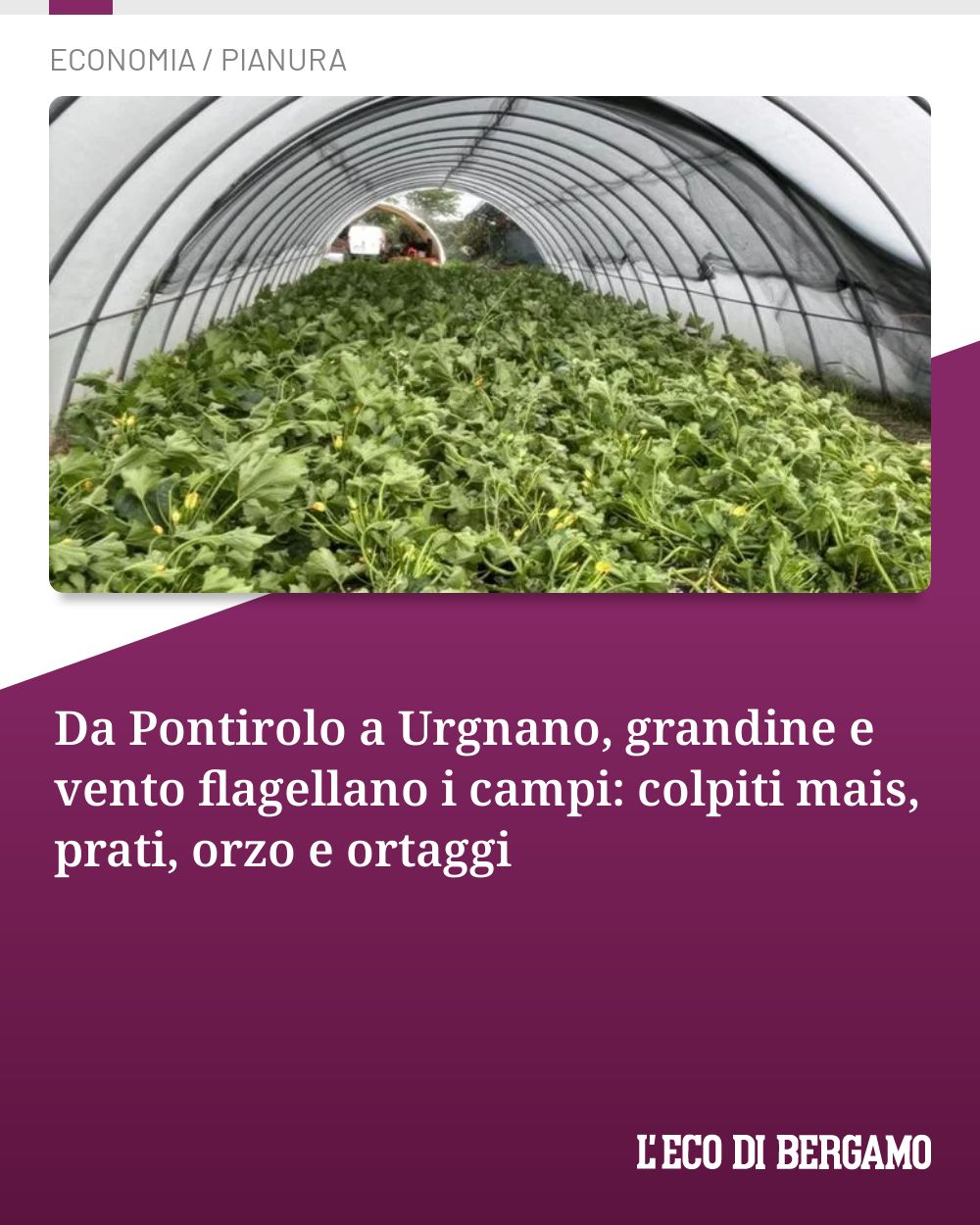 Post Instagram @ecodibergamo: Da Pontirolo a Urgnano, grandine e vento flagellano i campi: colpiti mais, prati, orzo e ortaggi...