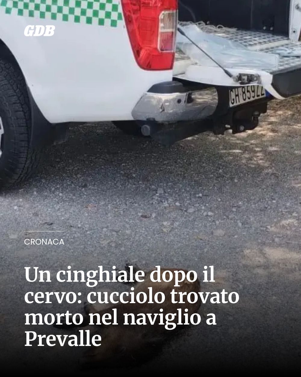 Post Instagram @giornaledibrescia: Un cinghiale dopo il cervo: cucciolo trovato morto nel naviglio a Prevalle...