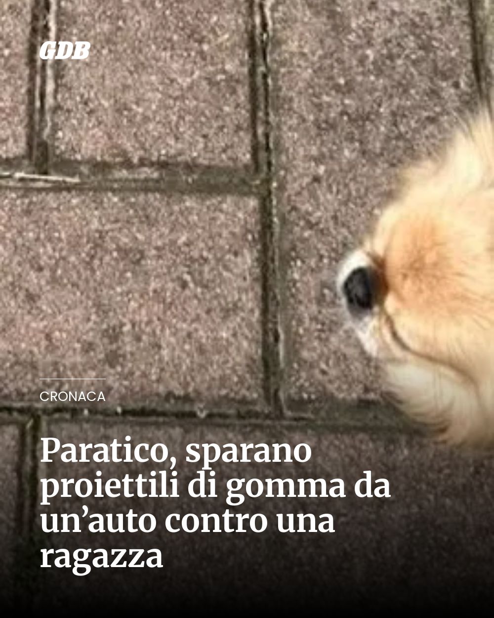 Post Instagram @giornaledibrescia: Paratico, sparano proiettili di gomma da un’auto contro una ragazza...