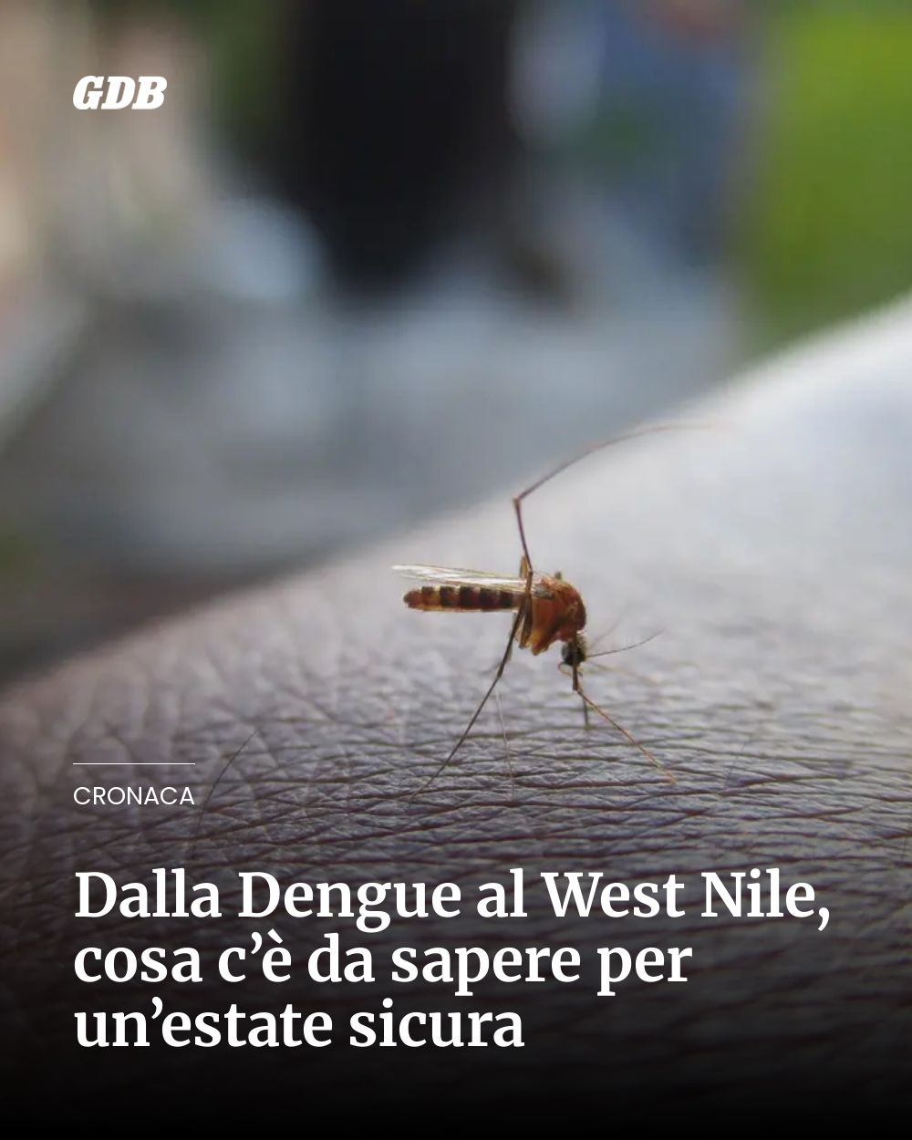 Post Instagram @giornaledibrescia: Dalla Dengue al West Nile, cosa c’è da sapere per un’estate sicura...
