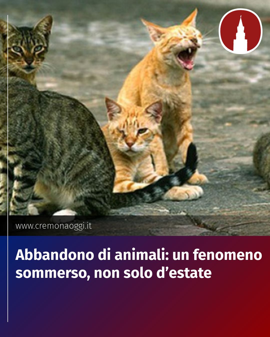 Post Instagram @Cremona_Oggi: Abbandono di animali: un fenomeno sommerso, non solo d’estate...