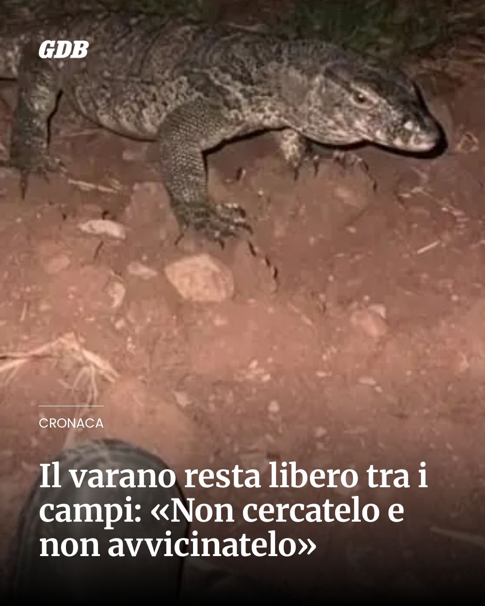 Post Instagram @giornaledibrescia: Il varano resta libero tra i campi: «Non cercatelo e non avvicinatelo»...